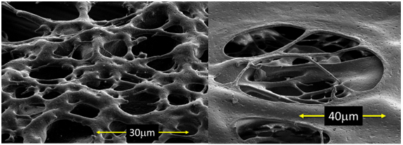 ポリイミド多孔質膜の電子顕微鏡写真