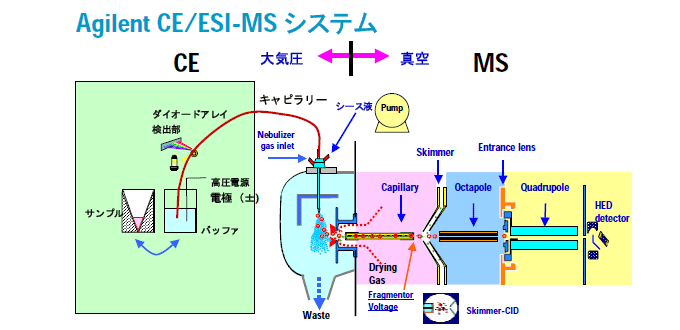 図1：CE/MS装置の概略図