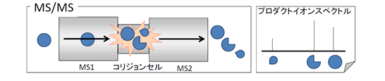 図2：MS/MS測定